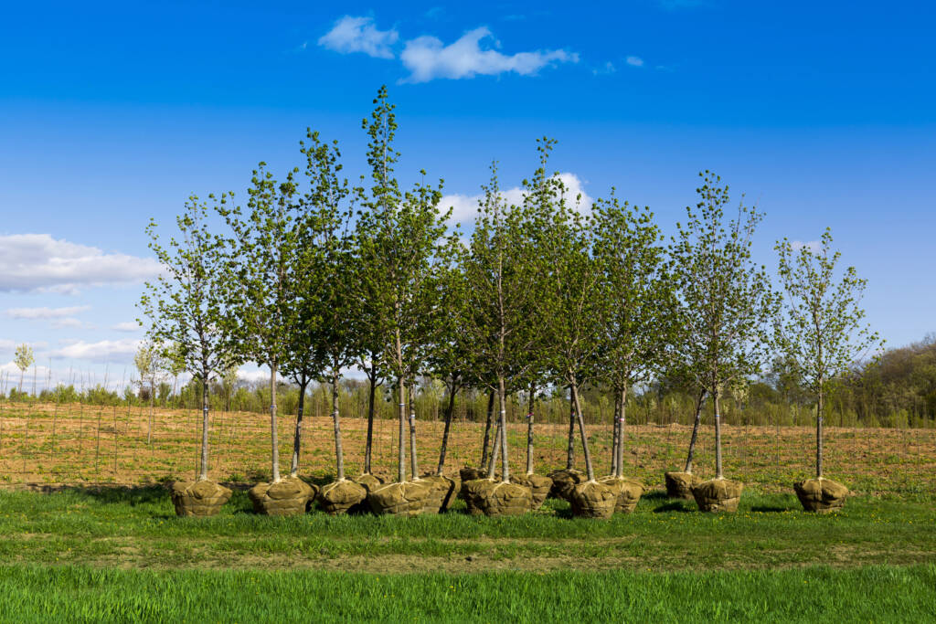 Landscape 2nd image